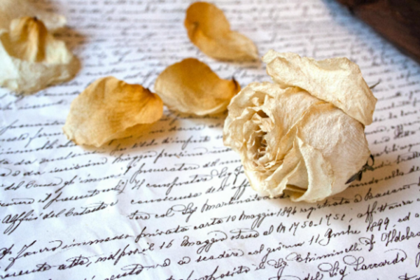 dried rose flower heads