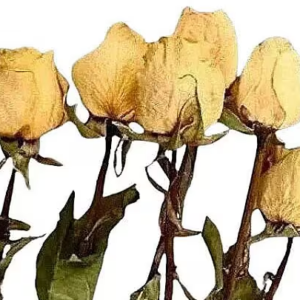yellow dried rose stems