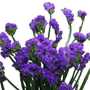 purple dried statice flowers