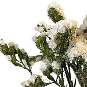 white dried statice flowers