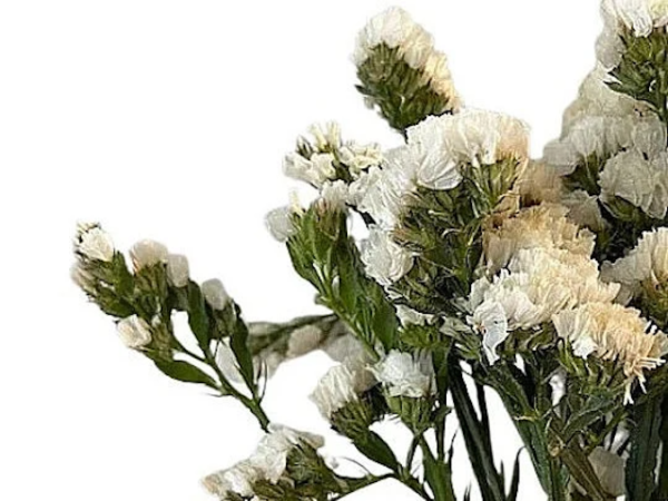 white dried statice flowers