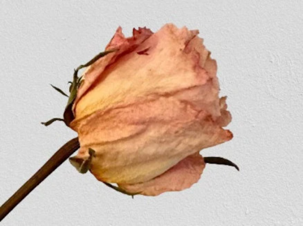 dried flower rose heads