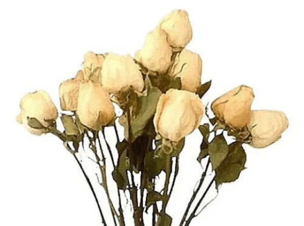 a bouquet of white dried rose stems on a white background