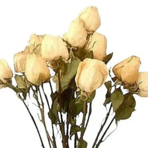 white dried rose stems