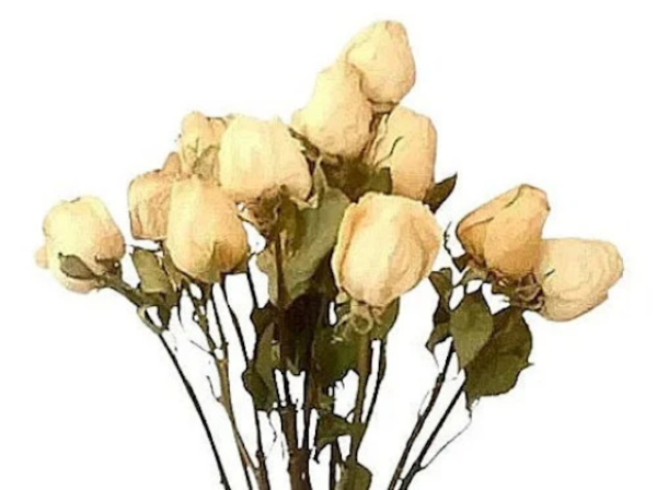 white dried rose stems