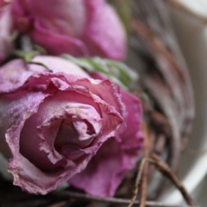 pink dried flower heads