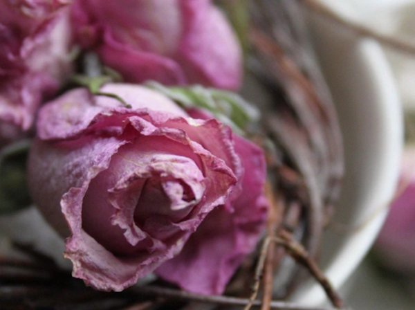 pink dried flower heads