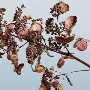 dried hydrangea flower stems