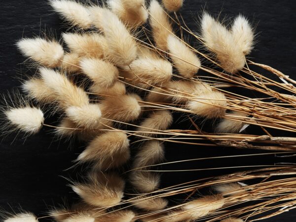 bunny tail dried flowers