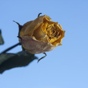 yellow dried rose stems