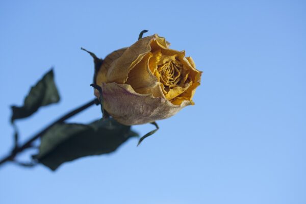 yellow dried rose stems