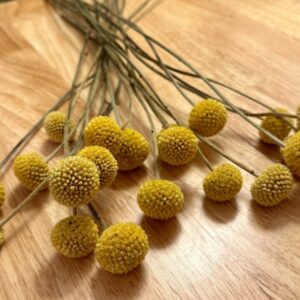 dried craspedia flower stems