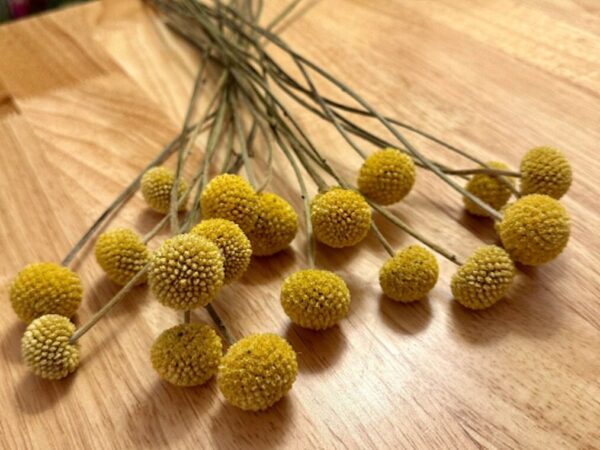 dried craspedia flower stems