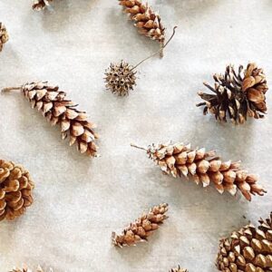 rustic dried pine cones