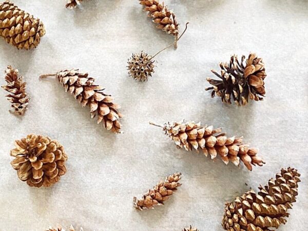 rustic dried pine cones