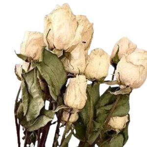 small white rose stems