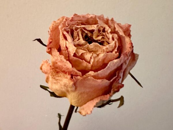 dried pink rose stems