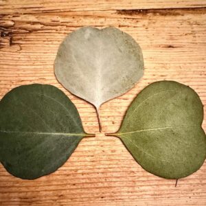 silver dollar eucalyptus leaves