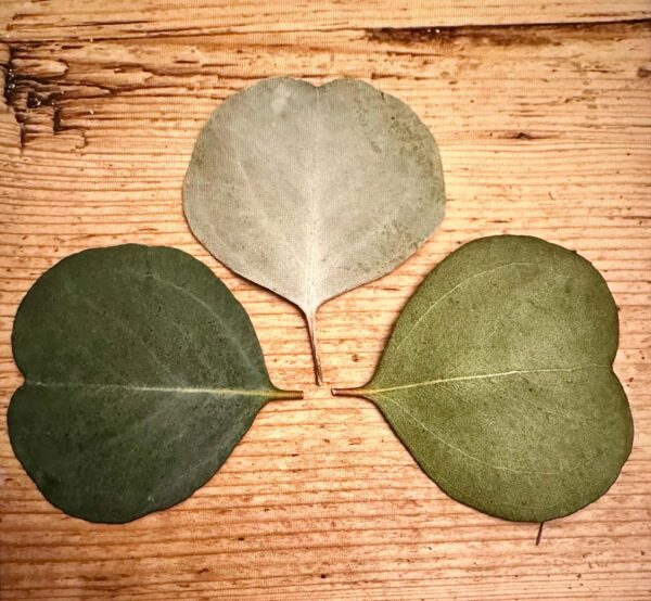 silver dollar eucalyptus leaves