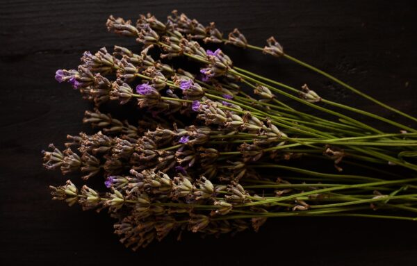 dried lavender flower bouquet against a black background