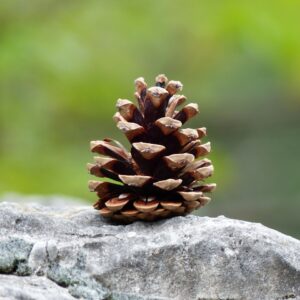 assorted rustic dried pinecones