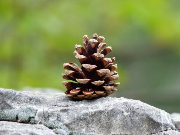 assorted rustic dried pinecones