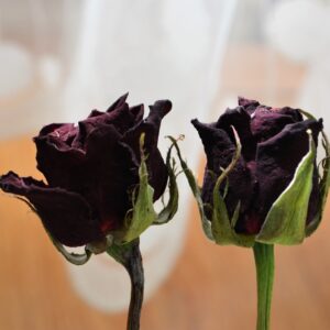 red rose flower stems