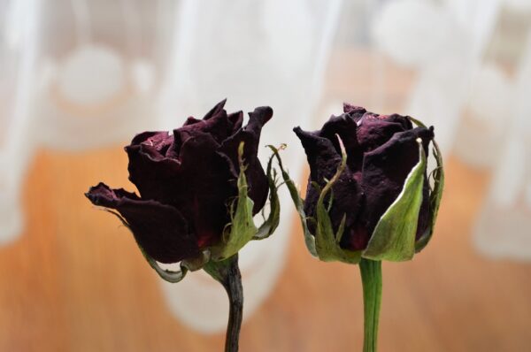 red rose flower stems