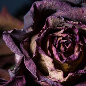 purple dried flower heads