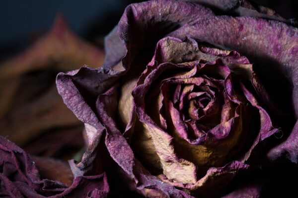 purple dried flower heads