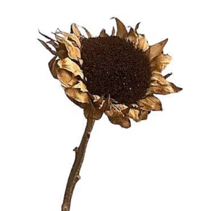 dried flower sunflower stems
