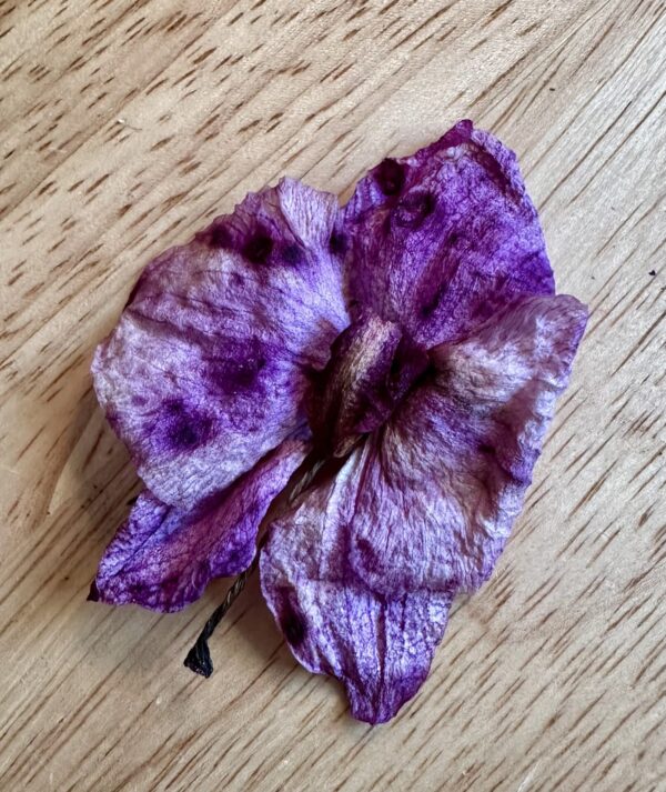 purple orchid dried flowers