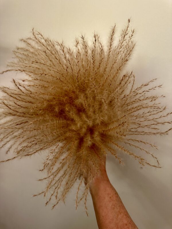 a hand holding dried pampas grass stems