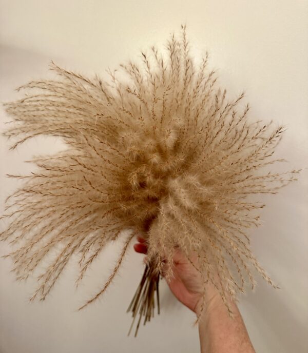 a hand holding a bundle of dried pampas grass stems