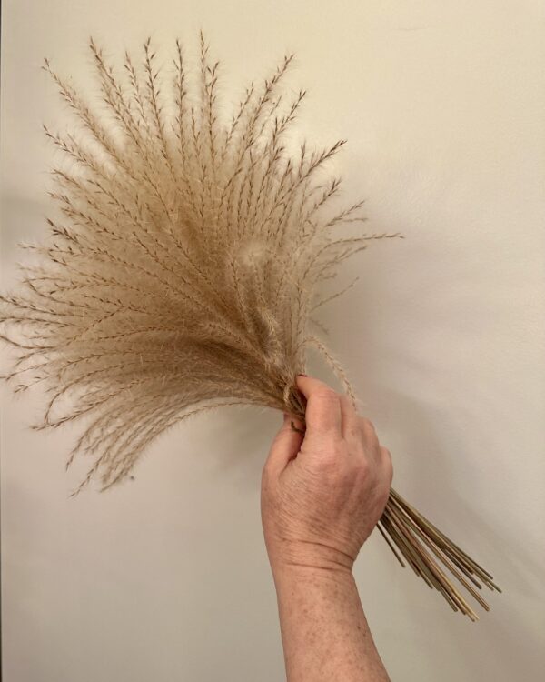 a hand holding a bunch of dried pampas grass stems