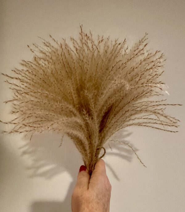 a hand holding dried pampas grass stems