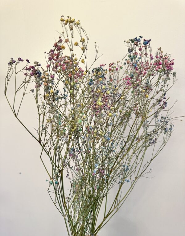 white, pink, and blue dried babys breath flower stems