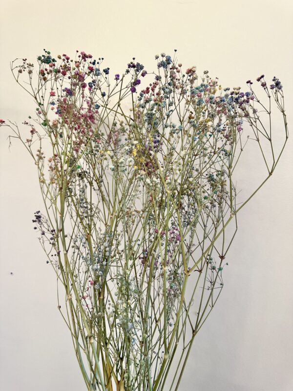 pink, blue, and white dried babys breath stems